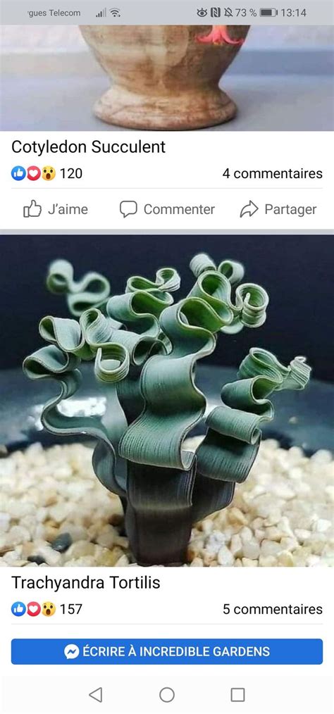 An Image Of A Plant That Is In The Middle Of Two Different Posts On Twitter