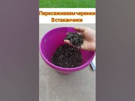 корнесобственная роза за месяц?это реально. - YouTube