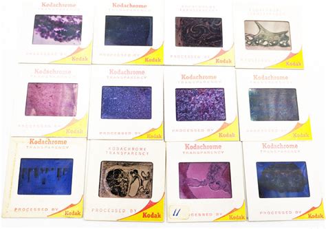 Lot Of 12 Medical Specimen Cell Slides Kodak Kodachrome 1960s Lot 38 Ebay