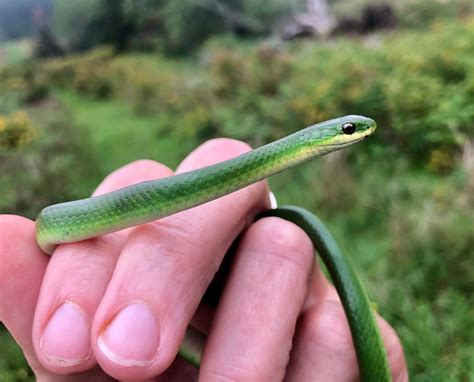 Eastern Smooth Green Snake