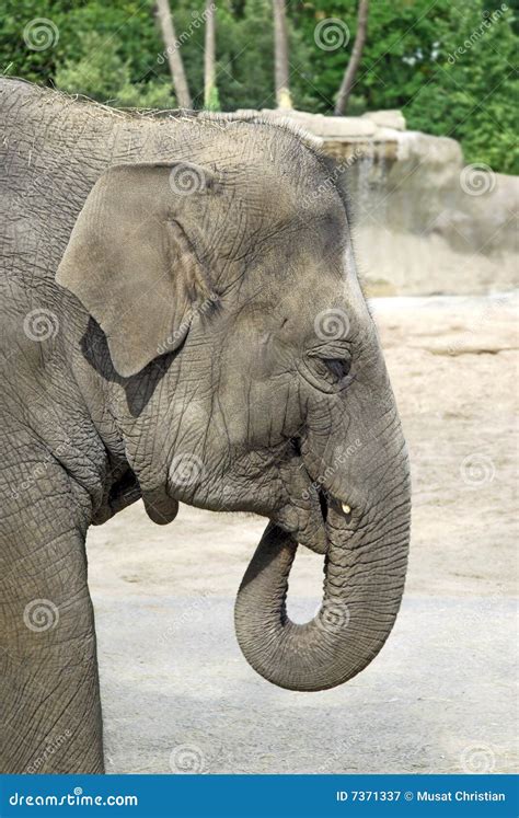 Portrait Asiatischer Elefant Stockbild Bild Von Schwer Felsen 7371337