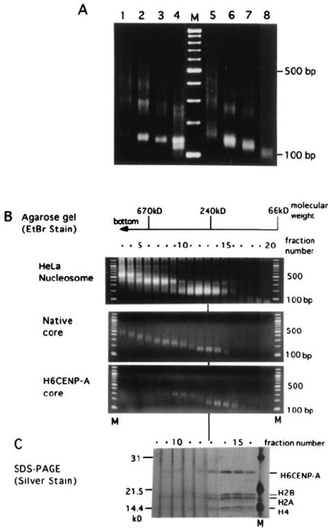 Mnase Digestion Of The Reconstituted Nucleosomes And Glycerol Gradient