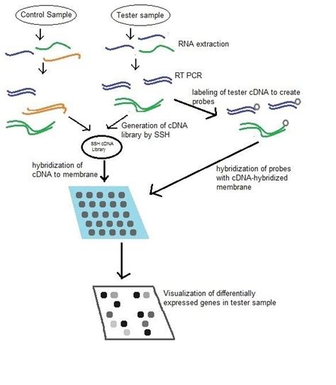 Reverse Northern Blot Alchetron The Free Social Encyclopedia