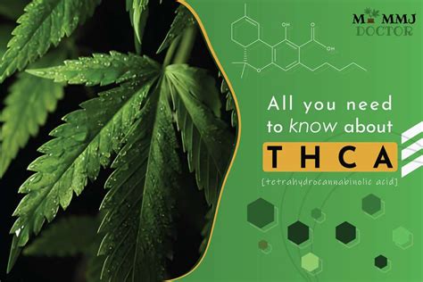 All You Need To Know About Thca My Mmj Doctor