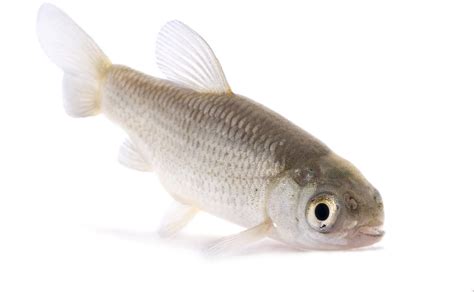 Grass Carp Ctenopharyngodon Idella Juvenile 9 Photograp… Flickr