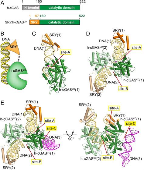 Human Cgas Catalytic Domain Has An Additional Dna Binding Interface