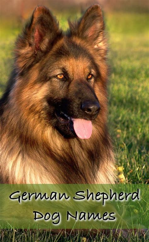 German Shepherd Names - Over 200 Great Ideas - The Happy Puppy Site