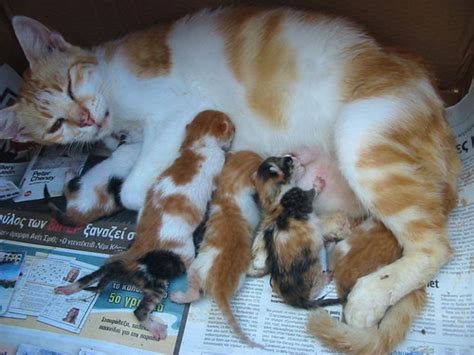 Mum and kittens - Animals Photo (16406543) - Fanpop