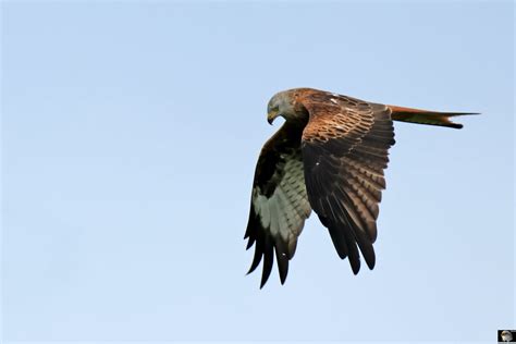 Rotmilan Milvus Milvus Red Kite Jagdflug On The Hunt Bir Der