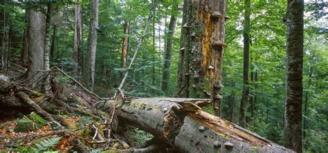 Mit Chemie Biodiversität sichtbar machen nationalparksaustria at DE