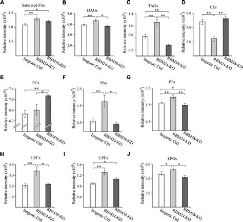 Frontiers The RNA Binding Protein RBM24 Regulates Lipid Metabolism