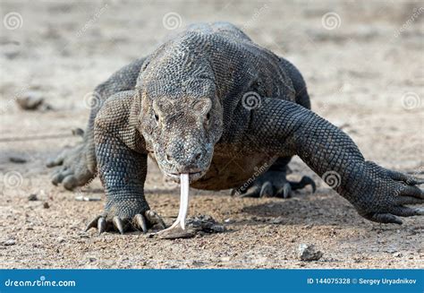 Dragón De Komodo Que Camina Con El Aire De La Aspiración De La Lengua