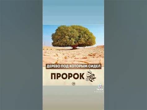 #Джибриль - YouTube