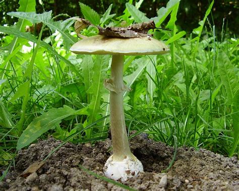 Muchomor Zielonawy Amanita Phalloides Atlas Nagrzyby Pl