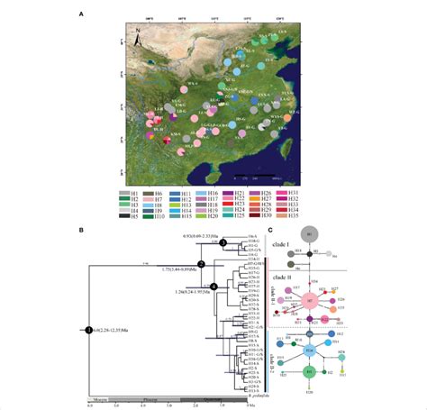 Analysis Of Cpdna Haplotypes Of B Grandis A Geographic Distribution