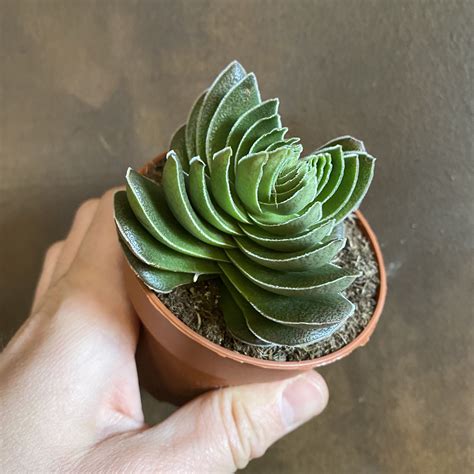 Crassula Capitella Var Turrita Grow Urban