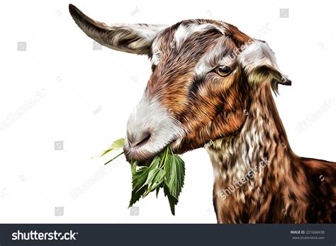 Drawing Goats Portrait Goat Chews Grass Stock Illustration 221668438