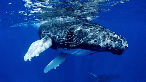 Whale Wallpapers For Desktop 57 Images