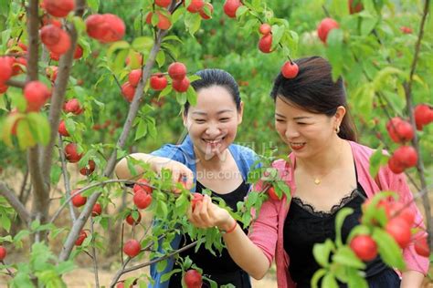 安徽庐江：桃子香 采摘乐 人民图片网