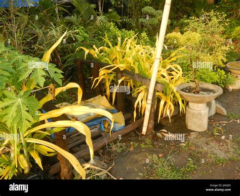 07850 Garden City Santa Cruz Guiguinto, Bulacan 24 Stock Photo - Alamy