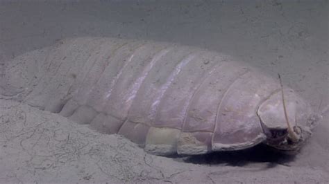 17 Awesome Facts About Giant Isopods Mental Floss