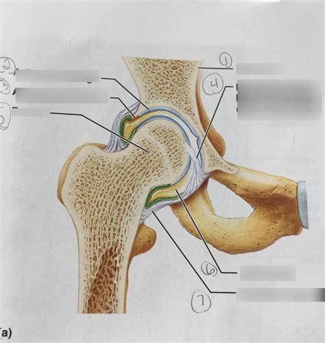 Hip Joint Frontal Section Diagram Quizlet