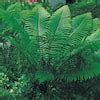 Spring Hill Nurseries Tennessee Ostrich Fern Dormant Bare Root