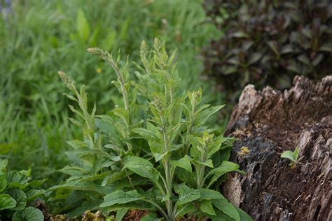 How To Grow And Care For Common Foxglove Digitalis Purpurea