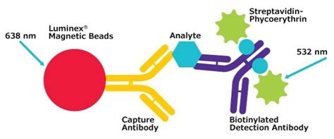 Overview Of Luminex Multiplex Assay Technology MILLIPLEX Multiplex