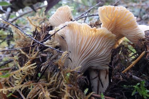 Oregon Chanterelles Wild Edible Mushrooms Oregon Discovery