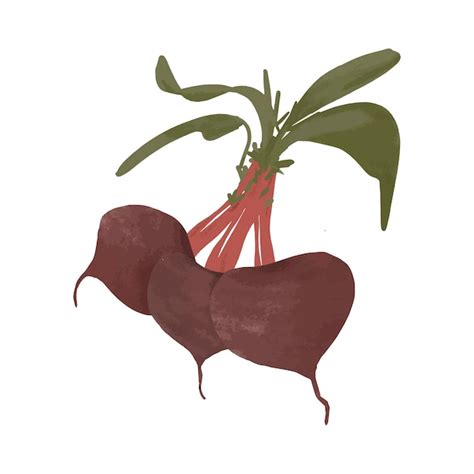 Premium Vector Beetroot