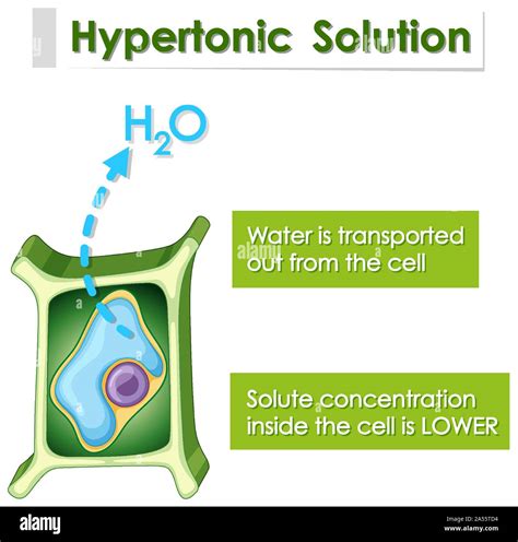 Plant Cell In Hypotonic Solution