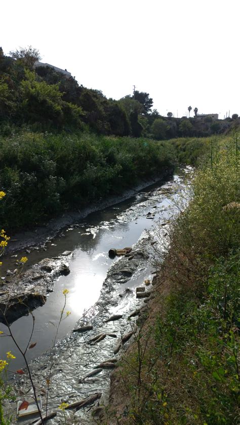 Mazara Moria Di Cefali Lungo Il Fiume Che Si Sta Prosciugando