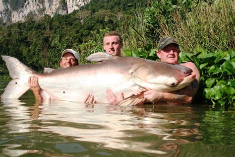 10 Biggest Catfish World Records Of All Time Game Fish