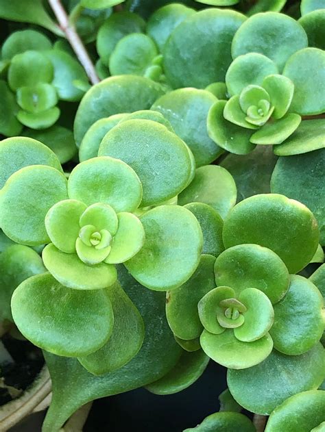 Rare Red Sedum Tetractinum Coral Reef Green In Spring And Etsy