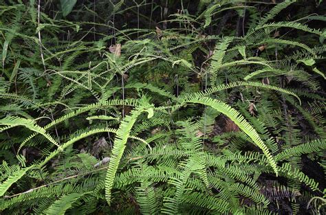 Sticherus Remotus Ferns And Lycophytes Of The World