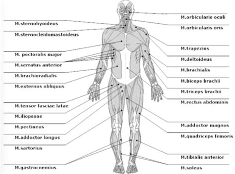 Bewegungsapparat Muskeln Karteikarten Quizlet