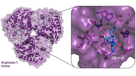 New Structural Insights into Arginase-1, a Target for Cancer ...