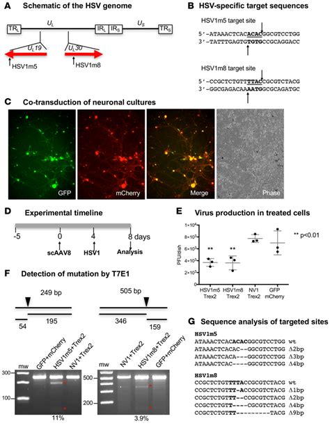 Impact Of Hsv Specific He Exposure On Hsv Replication In Neuronal