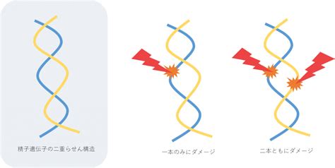 精子DNAダメージの色々 不妊治療体外受精のご相談は自由が丘陣内ウィメンズクリニック当婦人科で妊活をフルサポート