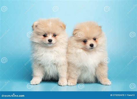 Baby White Pomeranian