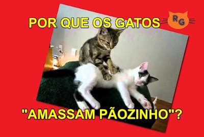 Mary Miranda Fatos De Fato Por Que Os Gatos Amassam P Ozinho