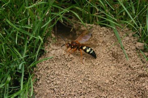 Eastern Cicada Killer Facts Description And Pictures