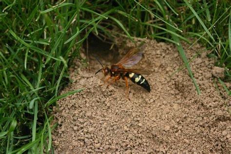 Eastern Cicada Killer Facts, Description, and Pictures