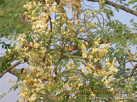 Medicinal Plants Moringa Oleifera Shigru Munaga Senjana Murungai