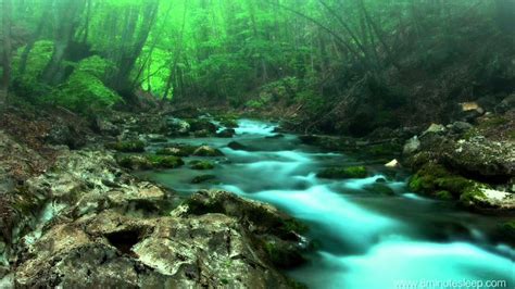 Forest Creek Nature Sounds 11 Hours For Stress Relief Relaxation