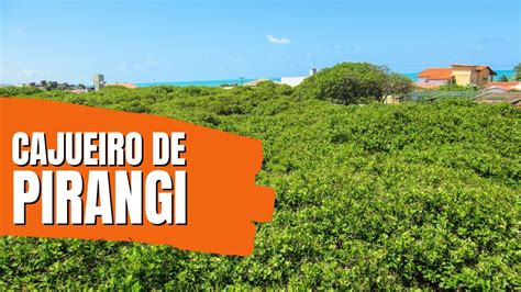 O MAIOR CAJUEIRO DO MUNDO CAJUEIRO DE PIRANGI NO RIO GRANDE DO NORTE