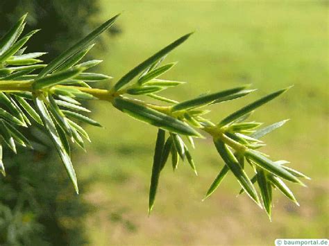 Common Juniper Juniperus Communis