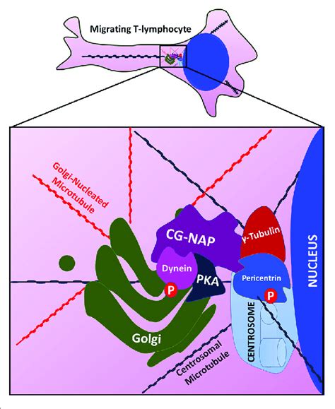 An Illustration Showing That Centrosome And Golgi Localized Protein