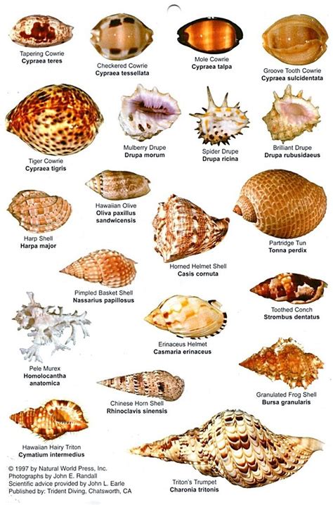 Sea Shells Sea Shells Sea Shells Shells Seashell Identification